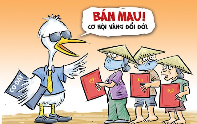 Cò đất là gì?